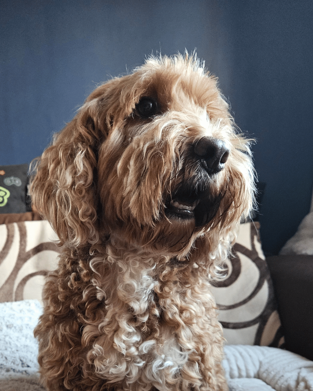 Benji the Cockapoo