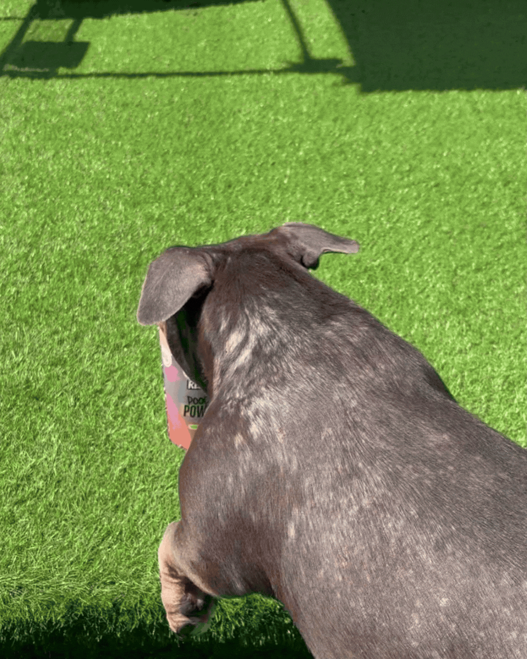 Lola the French Bulldog