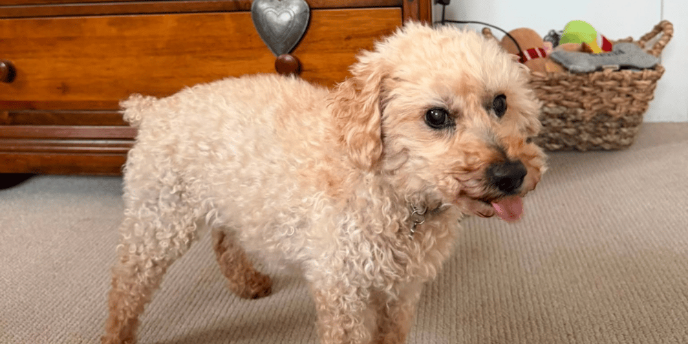 Buddy the Labradoodle