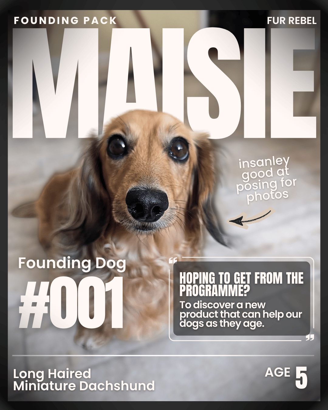 Maisie, a dog featured in the Fur Rebel Dog Diaries