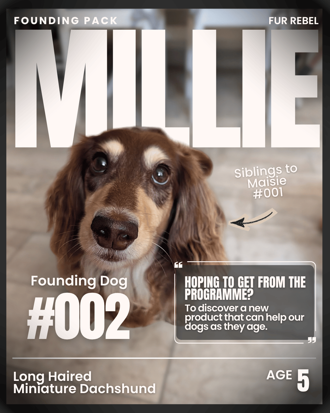 Millie, a dog featured in the Fur Rebel Dog Diaries