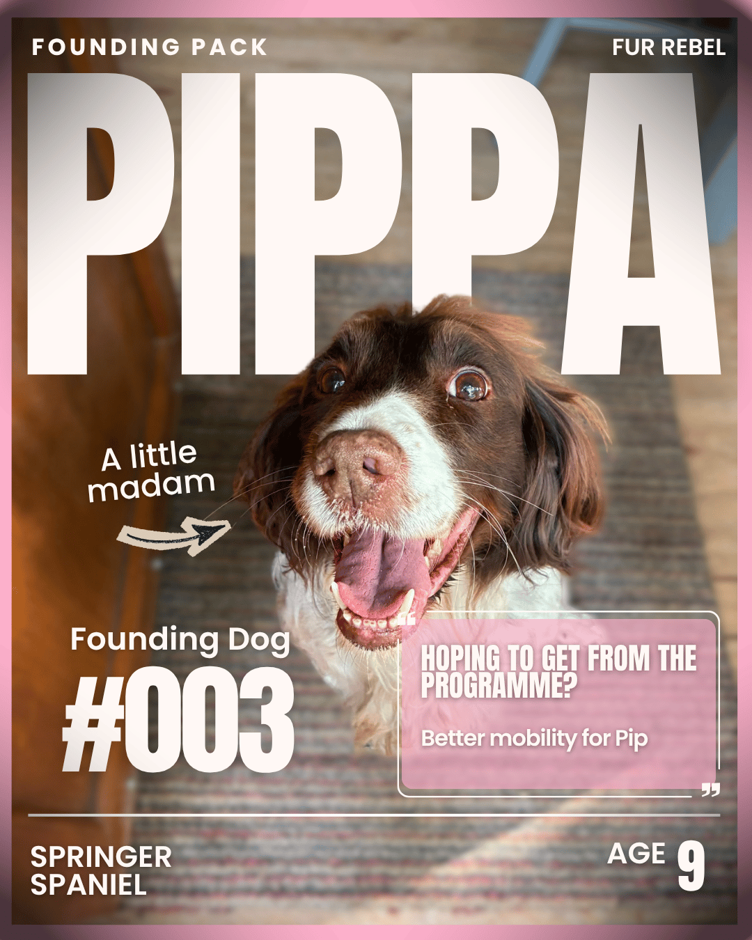 Pippa, a dog featured in the Fur Rebel Dog Diaries