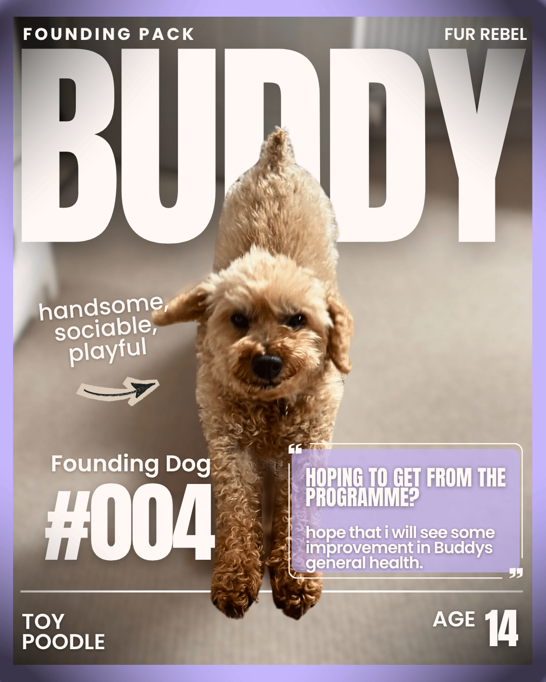 Buddy, a dog featured in the Fur Rebel Dog Diaries