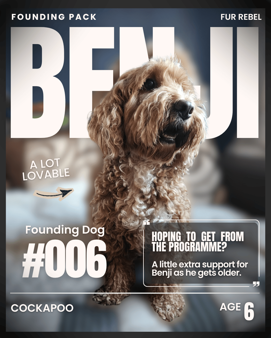 Benji, a dog featured in the Fur Rebel Dog Diaries