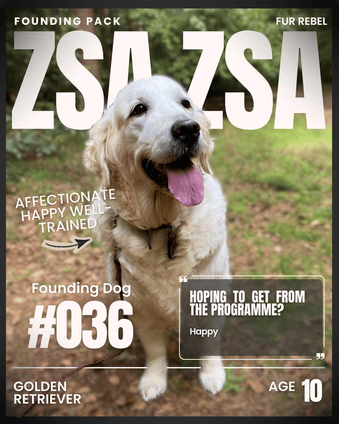 Zsa Zsa, a dog featured in the Fur Rebel Dog Diaries
