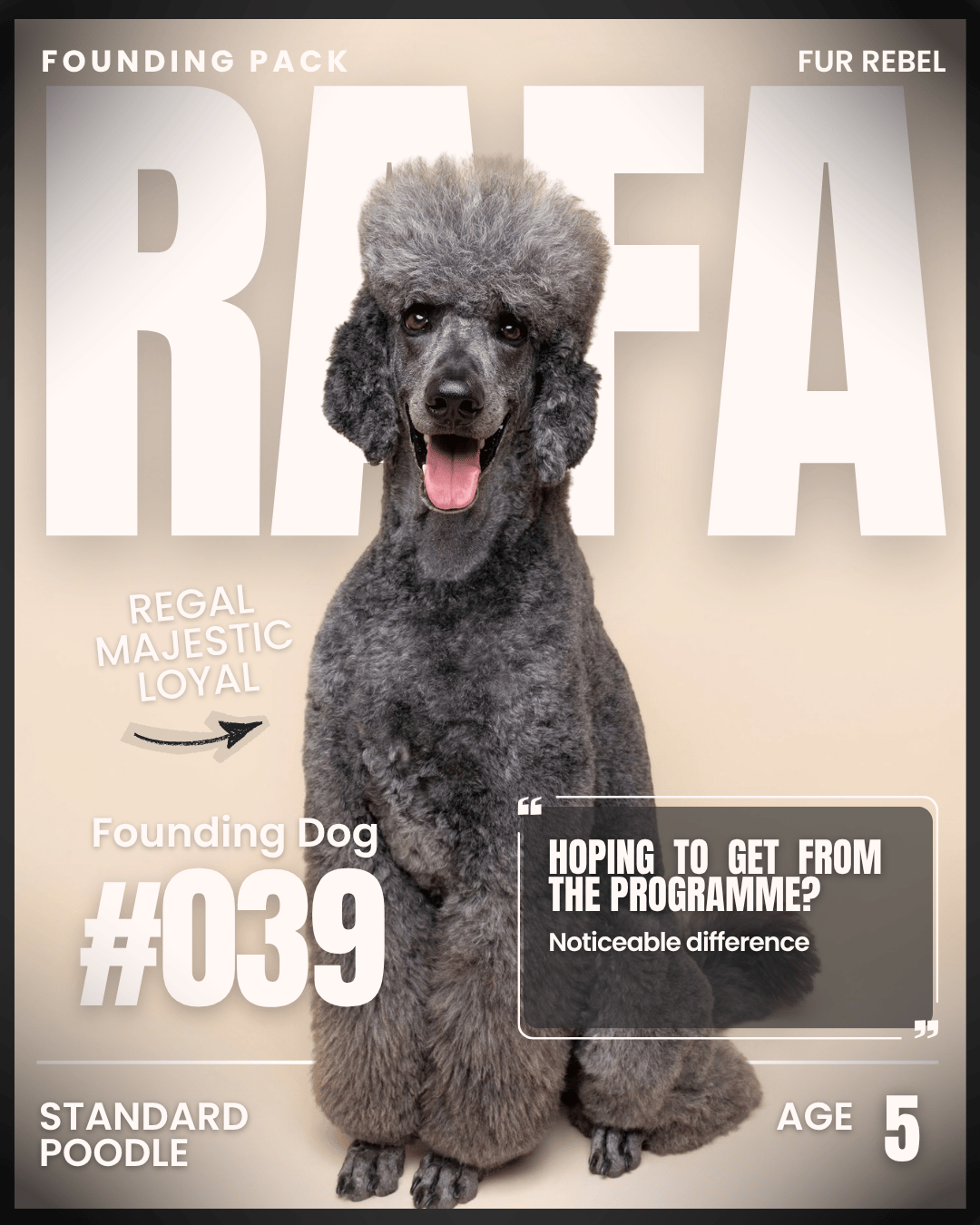 Rafa, a dog featured in the Fur Rebel Dog Diaries