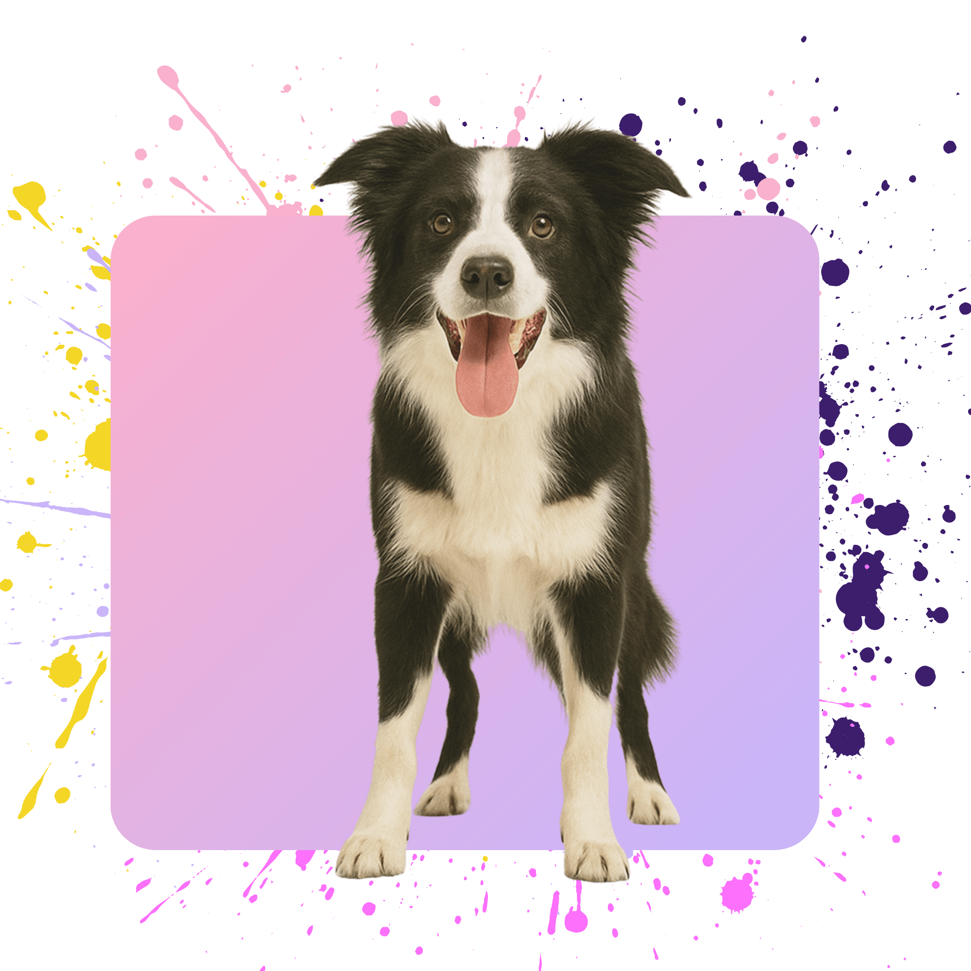 Dog with a colorful splatter background
