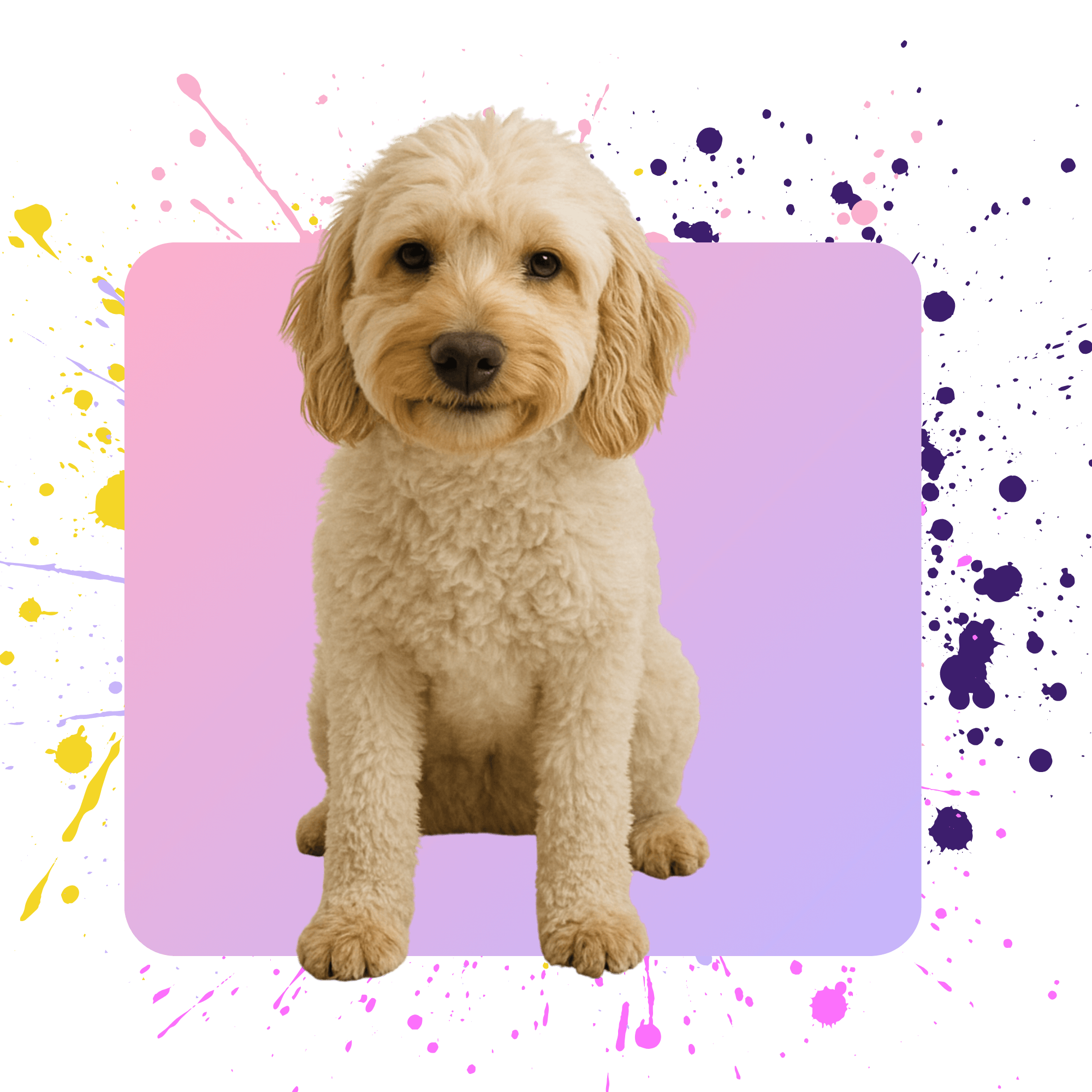 Dog sitting on a pink and purple background with colorful splashes