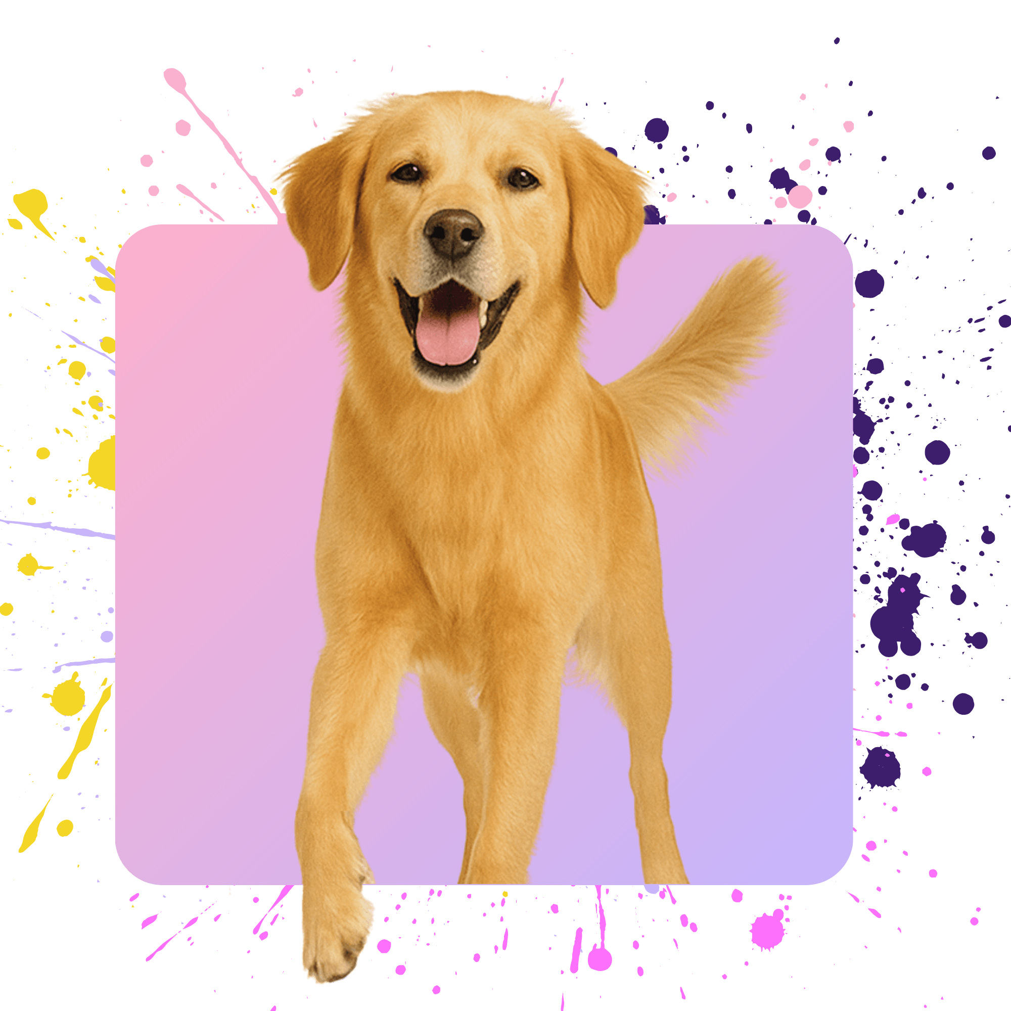 Happy golden retriever dog on a pink background with colorful splashes