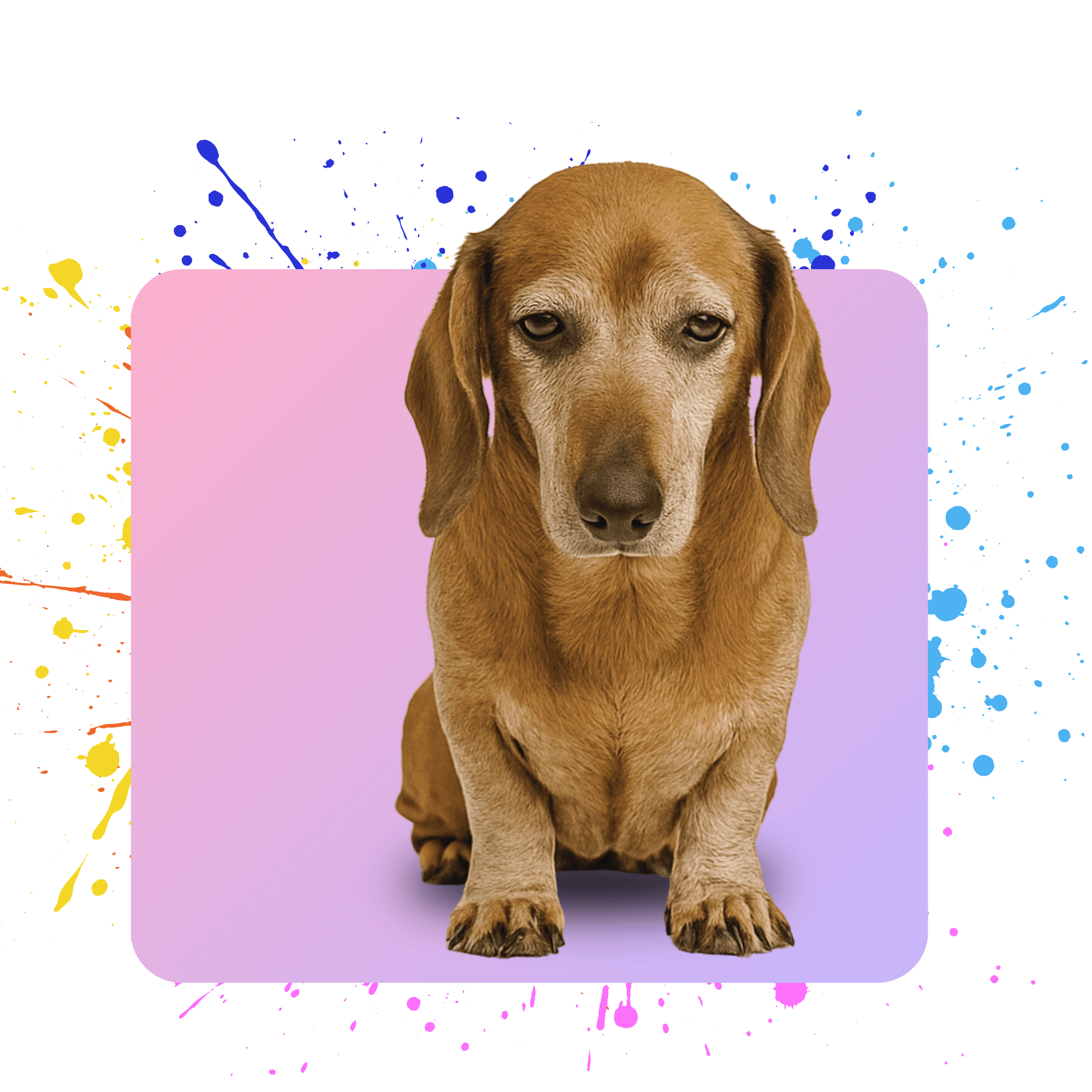 Brown dog sitting on a pink square with colorful splashes on a black background