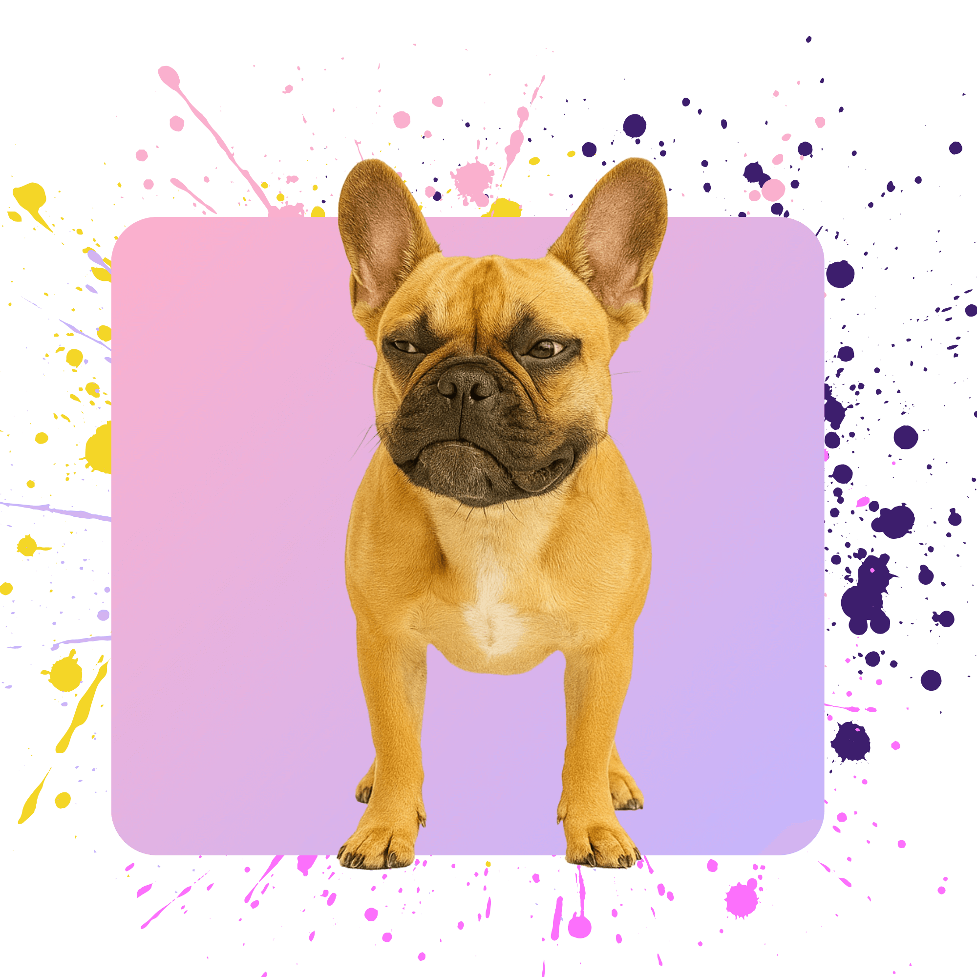 French Bulldog on a pink and purple background with colorful splashes
