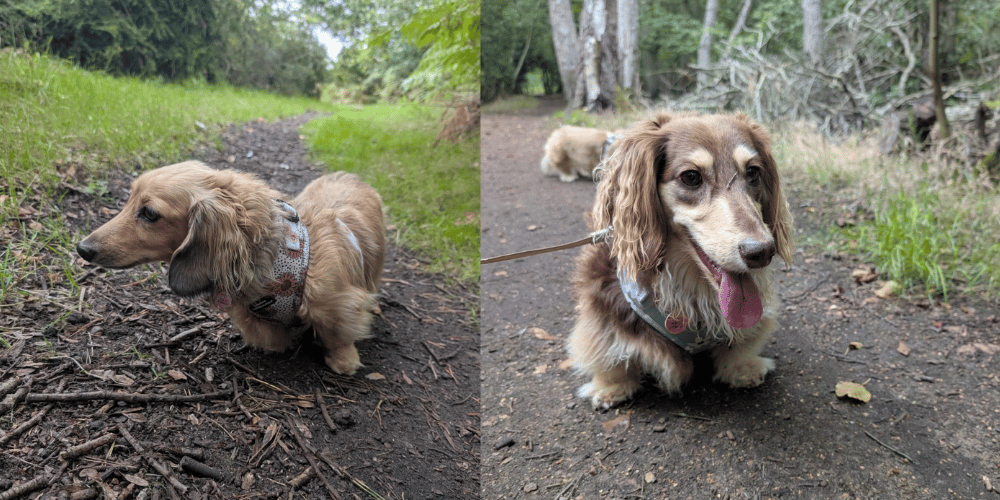 Maisie and Millie the Dachshunds